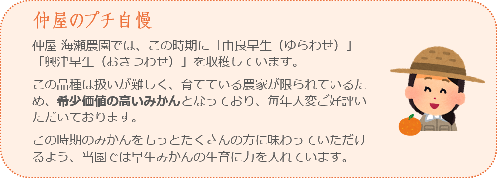 仲屋 海瀬農園では、この時期に「由良早生(ゆらわせ)」「興津早生(おきつわせ)」を収穫しています。 この品種は扱いが難しく、育てている農家が限られているため、希少価値の高いみかんとなっており、毎年大変ご好評いただいております。
